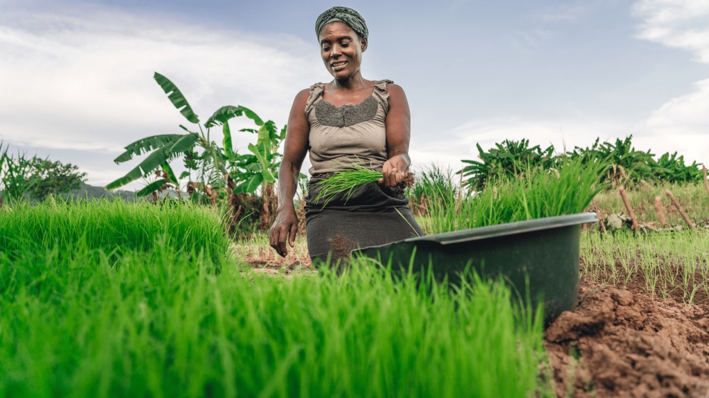 Optimisation des Chaînes d’Approvisionnement Agricoles : Comment MP Agro Optimise les Chaînes d’Approvisionnement Agricoles en Europe et en Afrique ?