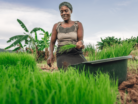 Optimisation des Chaînes d’Approvisionnement Agricoles : Comment MP Agro Optimise les Chaînes d’Approvisionnement Agricoles en Europe et en Afrique ?